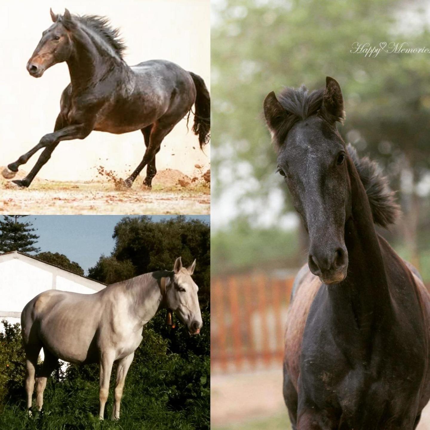 Horse Riding Country House Vila Franca de Xira Dış mekan fotoğraf
