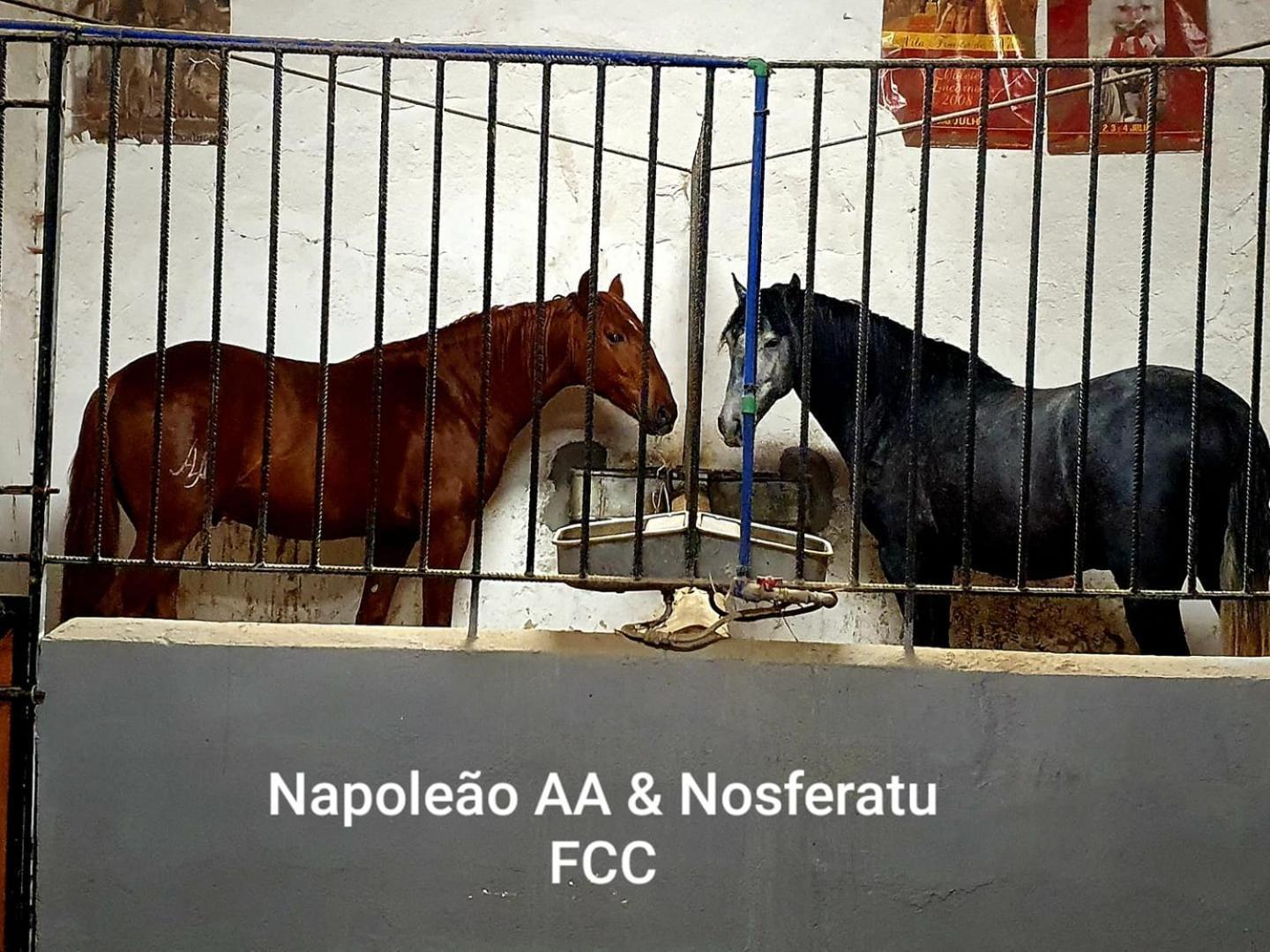 Horse Riding Country House Vila Franca de Xira Dış mekan fotoğraf