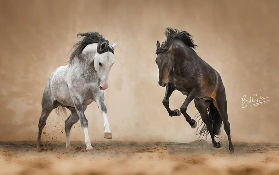 Horse Riding Country House Vila Franca de Xira Dış mekan fotoğraf