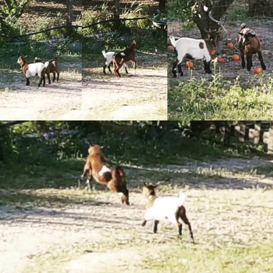 Horse Riding Country House Vila Franca de Xira Dış mekan fotoğraf